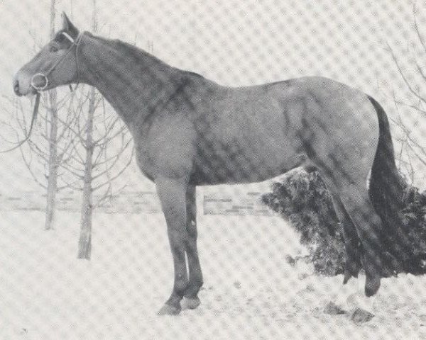 stallion Wenrico (Hanoverian, 1977, from Wendekreis)