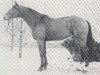 stallion Wenrico (Hanoverian, 1977, from Wendekreis)