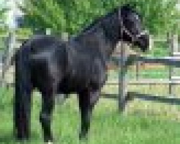 horse Piko (Welsh-Cob (Sek. D), 2007, from Bucklesham Hudwr Du Picadilly)