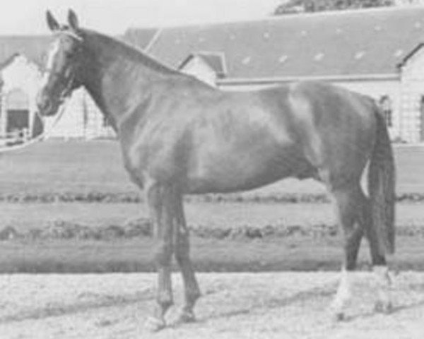 stallion Ecusson (Selle Français, 1970, from Ultra Son)