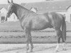 stallion Ecusson (Selle Français, 1970, from Ultra Son)
