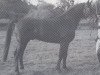 stallion Goldjunge (Hanoverian, 1972, from Gong)