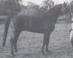 Deckhengst Goldjunge (Hannoveraner, 1972, von Gong)