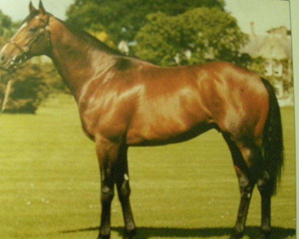 stallion Sure Blade xx (Thoroughbred, 1983, from Kris xx)