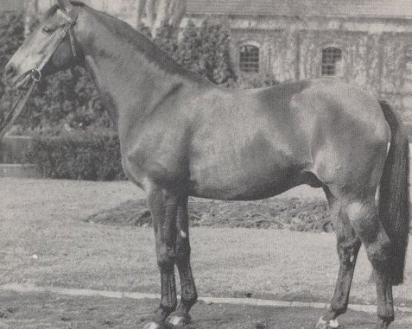 stallion Martell (Hanoverian, 1963, from Marcio xx)
