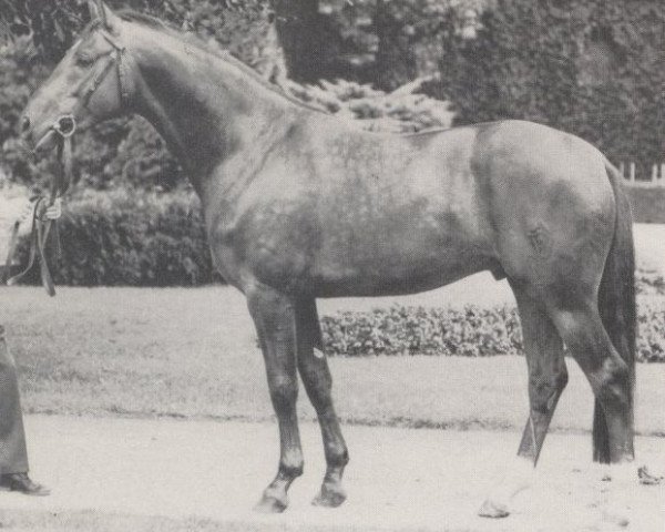 stallion Martini (Westphalian, 1969, from Martell)