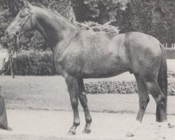 stallion Martini (Westphalian, 1969, from Martell)