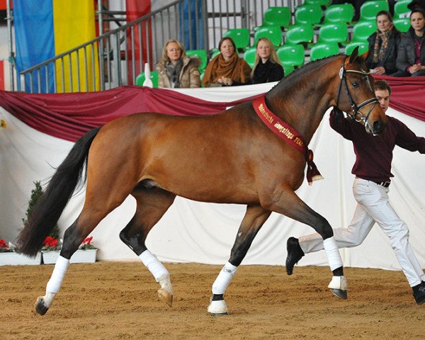 stallion Lloyd George (Bavarian, 2010, from Landprinz)
