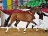 stallion Lloyd George (Bavarian, 2010, from Landprinz)