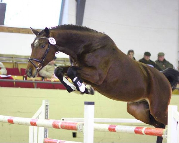 jumper Quidam's L'Ami D (German Sport Horse, 2010, from Quidams Quit)