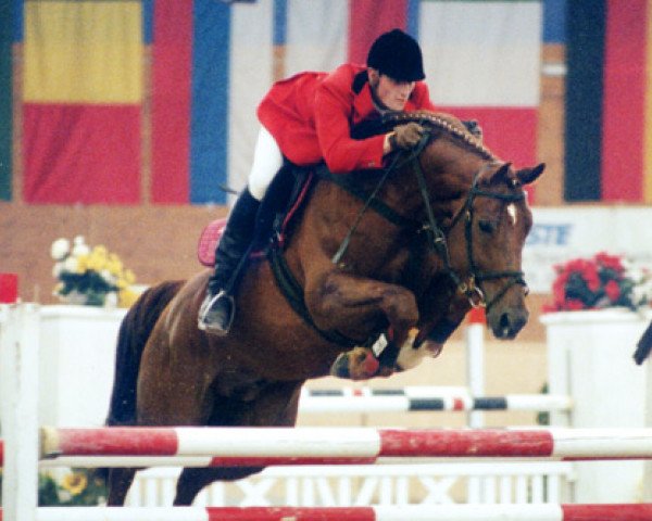stallion Dornado (Noble Warmblood, 1989, from Donator)