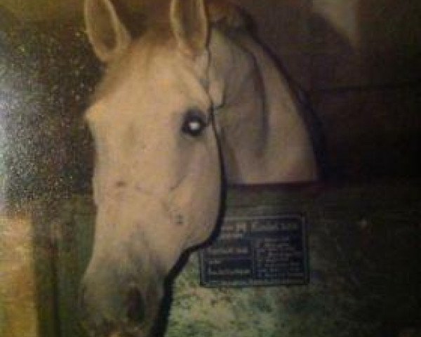 horse Kimbel (Saxony-Anhaltiner, 1984, from Kontakt)