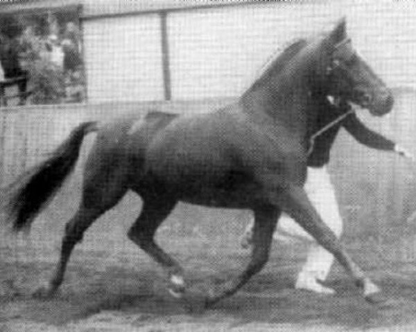 Deckhengst Axceen Camillo (New-Forest-Pony, 1977, von Duke's Forest Antares)