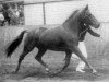 stallion Axceen Camillo (New Forest Pony, 1977, from Duke's Forest Antares)