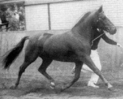 stallion Axceen Camillo (New Forest Pony, 1977, from Duke's Forest Antares)