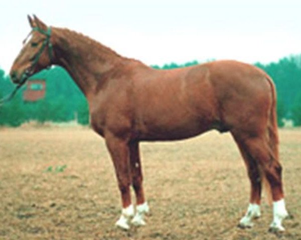 stallion Amarillo (Hanoverian, 1982, from Arsenik)