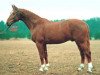 stallion Amarillo (Hanoverian, 1982, from Arsenik)
