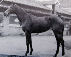 broodmare Gazala II xx (Thoroughbred, 1960, from Dark Star xx)