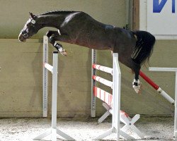 horse Askan 675 (German Sport Horse, 2009, from Atlas Bavaria)