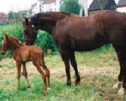 broodmare Romantic Life (Westphalian, 1989, from Renaldo)