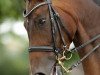 dressage horse Darky L. (Westphalian, 2002, from Dressage Royal)