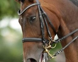 Dressurpferd Darky L. (Westfale, 2002, von Dressage Royal)