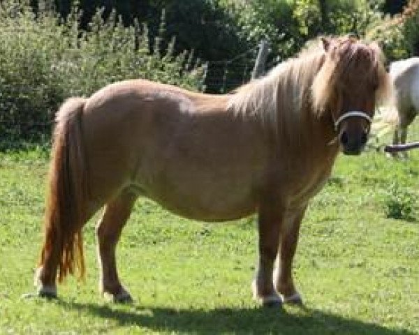 Zuchtstute Decora Vacare (Shetland Pony (unter 87 cm), 2010, von Wesley v. t Haveld)