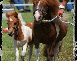 broodmare Many Minis Ladunja (Shetland pony (under 87 cm), 2005, from Ludo de Valk)