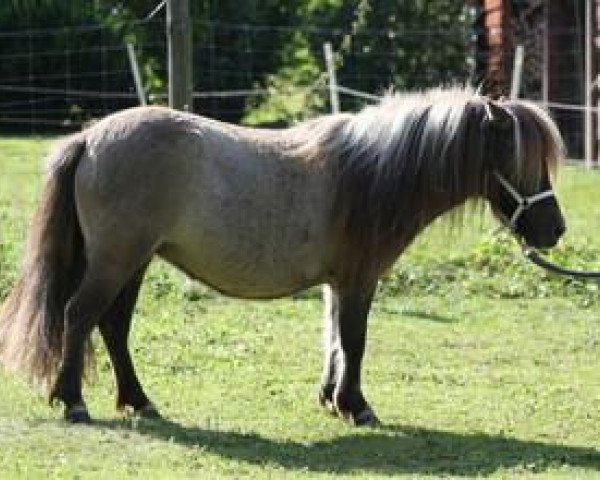 horse Ellora Vacare (Shetland pony (under 87 cm), 2011, from Yannick van de 7-Ster)