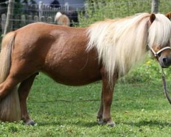 broodmare Riske Vacare (Shetland pony (under 87 cm), 2001, from Gloriant van de Belschuur)