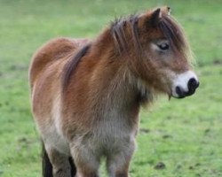 Zuchtstute Yanaica v. t Schut (Shetland Pony (unter 87 cm), 2006, von Adam van Spuitjesdom)