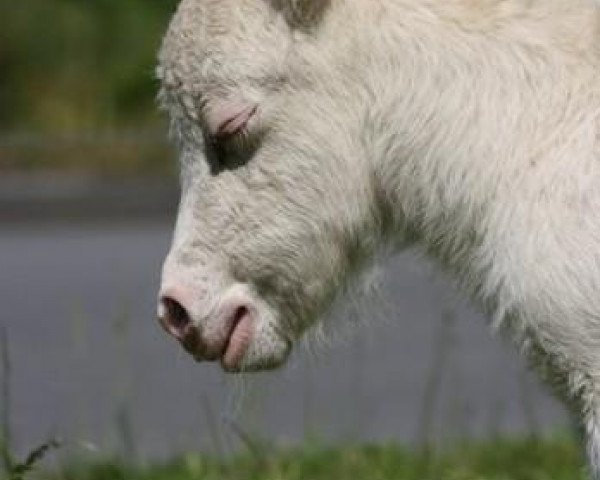 Zuchtstute Ginny von der Gerlingermühle (Shetland Pony (unter 87 cm), 2013, von Paradox a.d.Westerwald)