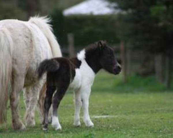 Deckhengst Pan Tau von der Gerlingermühle (Shetland Pony (unter 87 cm), 2012, von Paradox a.d.Westerwald)