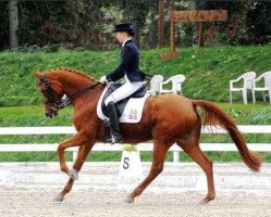 broodmare Passarella (Trakehner, 2000, from Friedensfürst)