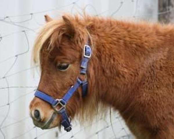 broodmare Hailey von der Gerlingermühle (Shetland pony (under 87 cm), 2012, from Paradox a.d.Westerwald)