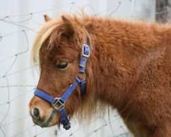 horse Hailey von der Gerlingermühle (Shetland Pony (unter 87 cm), 2012, from Paradox a.d.Westerwald)