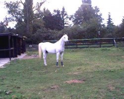 horse Paragon ox (Arabian thoroughbred, 1986, from Palas ox)