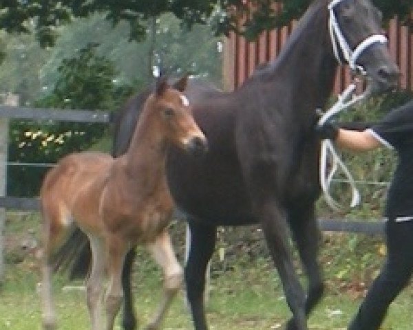 dressage horse Shadow (German Warmblood, 2010, from Samico F)