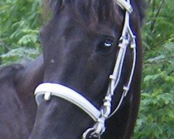 broodmare Ostrya xx (Thoroughbred, 1994, from Gimont xx)