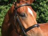 dressage horse Sunny Crocket 6 (Rhinelander, 2007, from Sandro Classic)