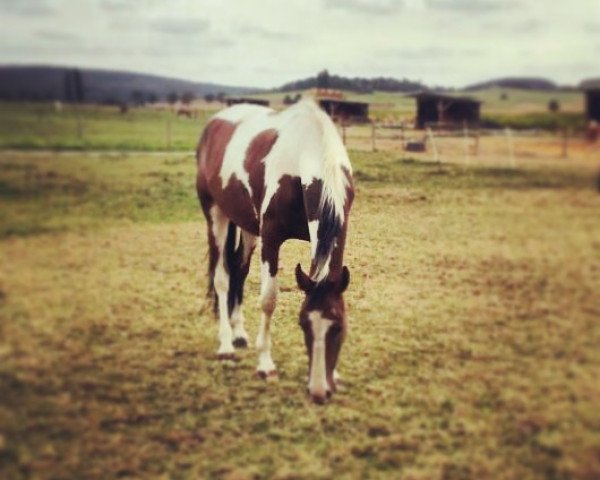 horse O-Romeo (Polish Warmblood, 2010, from Romario)