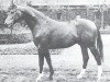 stallion Montreal I (Westphalian, 1975, from Mohn xx)