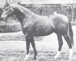 stallion Montreal I (Westphalian, 1975, from Mohn xx)