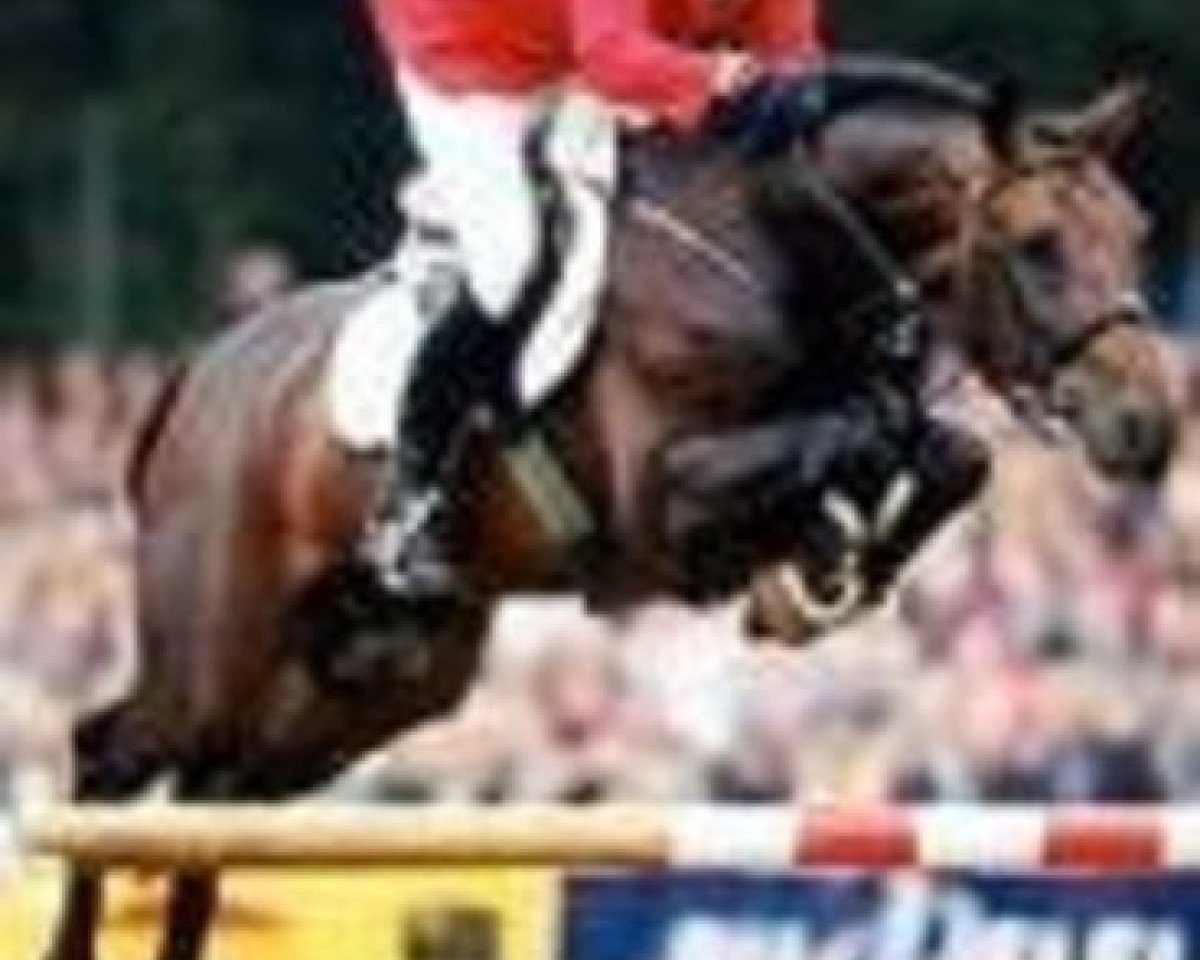 stallion Landphoenix I (Oldenburg, 1994, from Landadel)