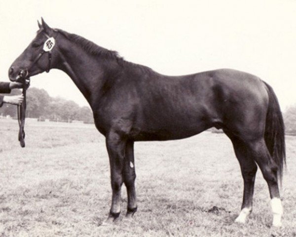 stallion Freier (Trakehner, 1970, from Neujahr)