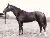 stallion Freier (Trakehner, 1970, from Neujahr)