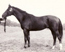 Deckhengst Freier (Trakehner, 1970, von Neujahr Mo 1178)