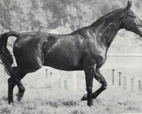 stallion Sultan (Brandenburg, 1967, from Senatus)