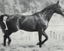 stallion Sultan (Brandenburg, 1967, from Senatus 2458)