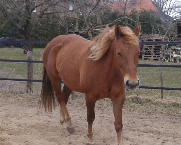 Pferd Sam (Kleines deutsches Reitpferd, 2000, von Nordpfeil)